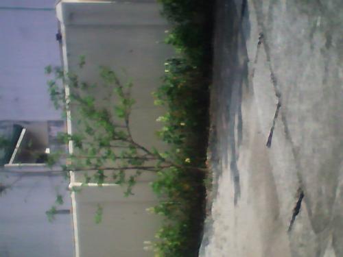 tree - blah...blah