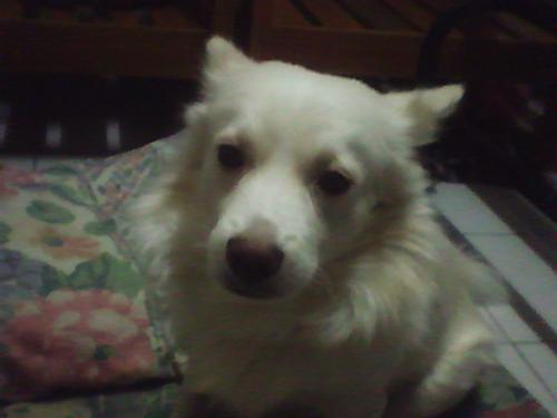 awww..so cute!!! - it's my dog chibi