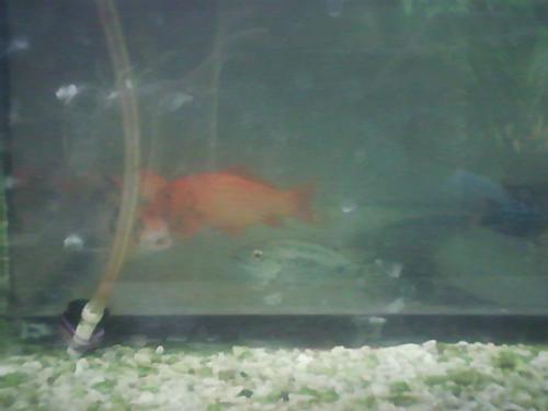 here...fishy, fiishy!! - our little aquarium