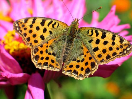 Butterflies are Colorful and Beautiful - my fave collection of photo of butterflies...