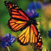 Butterflies are Colorful and Beautiful - butterfly is a beauty