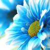 blue - flower