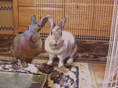 my bunny Chelsea - She was found on a street in NYC, and brought to the shelter. I am her foster-mom. She is perfect!!