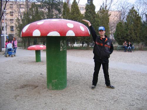 Extra large mushrooms - Well, i wonder how big the guys that eat that mushroom are...  Those are from the park near my home. Photo 2 years ago while i was still in high school.