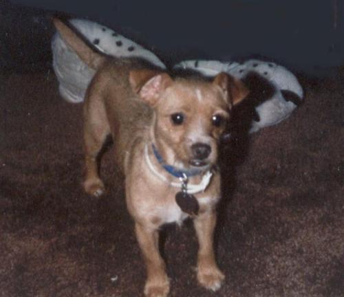 dogs, pets, animals, furry friends, furry canines, - dogs, pets, animals, furry friends, furry canines, chihuahuas, terriers