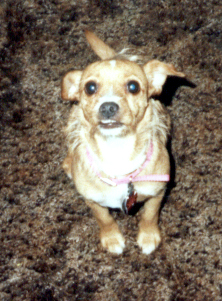 dogs, pets, animals, furry friends, furry canines, - dogs, pets, animals, furry friends, furry canines, chihuahuas, terriers