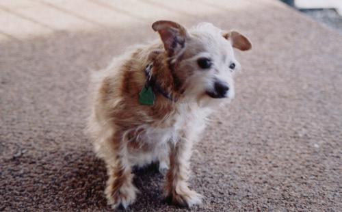 dogs, pets, animals, furry friends, furry canines, - dogs, pets, animals, furry friends, furry canines, chihuahuas, terriers