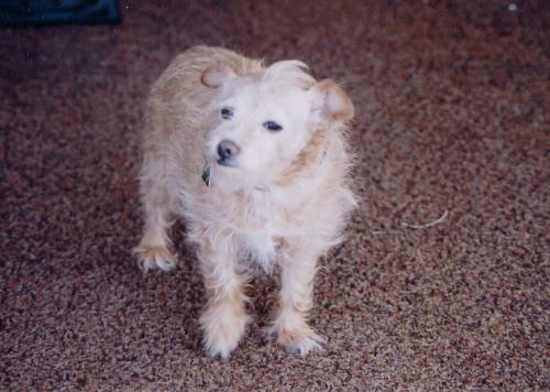 dogs, pets, animals, furry friends, furry canines, - dogs, pets, animals, furry friends, furry canines, chihuahuas, terriers
