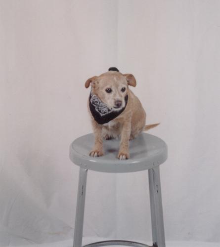 dogs, pets, animals, furry friends, furry canines, - dogs, pets, animals, furry friends, furry canines, chihuahuas, terriers