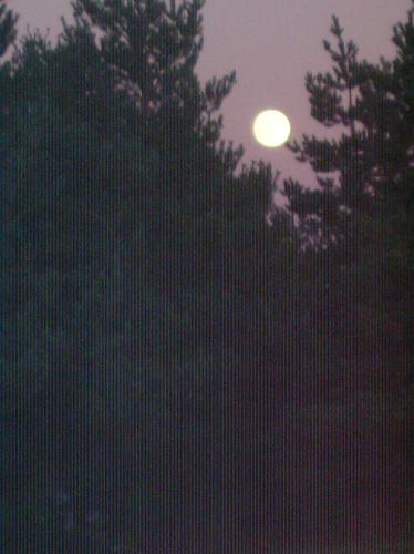 moon, full moon, round moon, moonlight, moon in tr - moon, full moon, round moon, moonlight, moon in trees, moon on lake