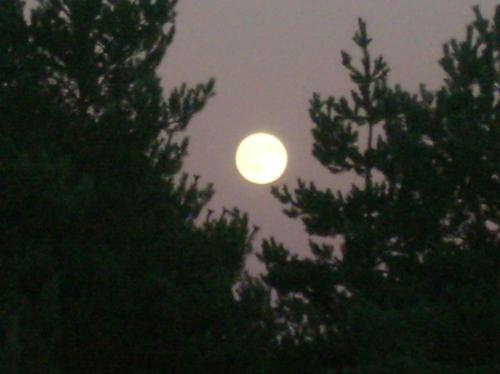 moon, full moon, round moon, moonlight, moon in tr - moon, full moon, round moon, moonlight, moon in trees, moon on lake