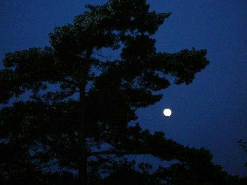 moon, full moon, round moon, moonlight, moon in tr - moon, full moon, round moon, moonlight, moon in trees, moon on lake