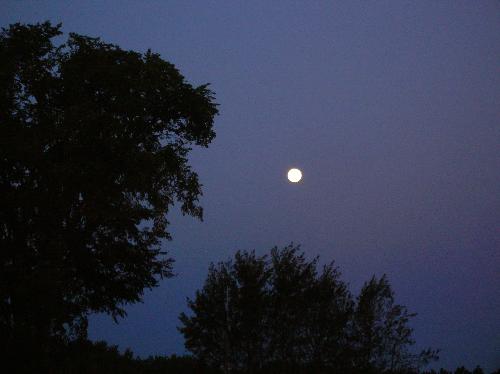 moon, full moon, round moon, moonlight, moon in tr - moon, full moon, round moon, moonlight, moon in trees, moon on lake