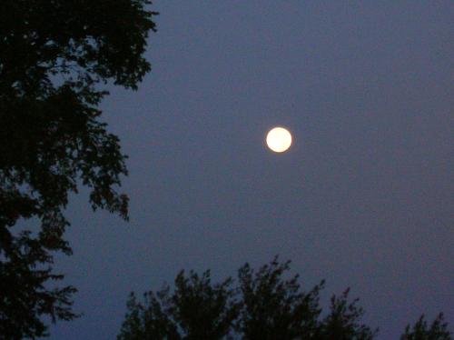 moon, full moon, round moon, moonlight, moon in tr - moon, full moon, round moon, moonlight, moon in trees, moon on lake