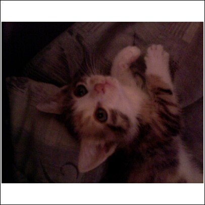 Deb's kitten, Tiki - My daughter's little kitten, we think a bit younger than the 8 weeks claimed by the former owner, following my daughter's hand while Deb tried to take pictures of her awake. Her second name is Taco (a combination of Tabby and Calico).