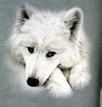 white wolves - On yahoo back in 2000, my first id name was whitewatchwolf, which is still active. The name came to me in a dream. But that's another story. I feel very kin to the wolf. I am like them, I choose one mate for life. Like me when i met him he too had wolf name, so i thought hey its another sign..lol To the native americans,wolf is teacher. I have been a teacher in my life, i was a sub-teacher k-8, and i also taught 4th and 5th graders drawing and painting. I would love to be able to teach again.