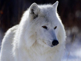 white wolf 2 - Another beautiful one. But unlike them I have dark green eyes.