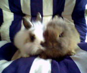 Lion Head Rabbits - Our lion head rabbits, dippy and fluffball