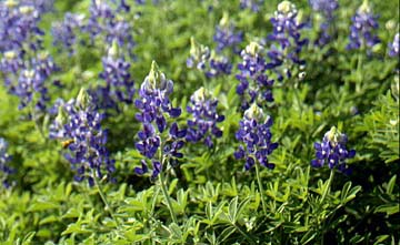 Bluebonnets - The state flower of Texas - we saw a few last weekend on the drive to Tyler