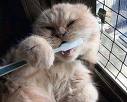 brushing teeth is a good habit - brushing teeth is a good habit,which is good to our health