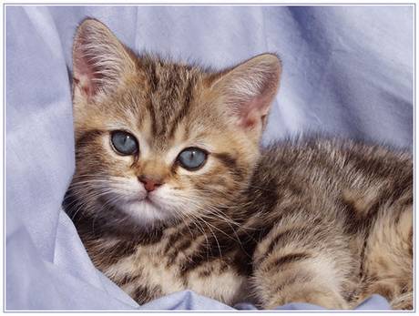 i love kittens