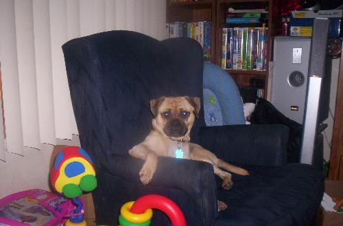Chewy - This is my pug. He thinks he is human. Too funny.