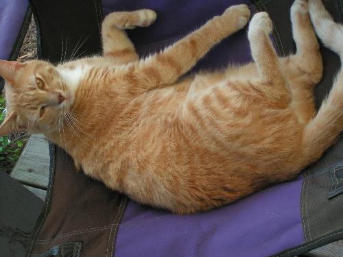 Lazy cat! - A picture of my youngest cat doing what he does best--lounging in my chair. Must be nice!