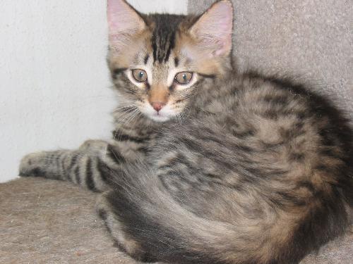 Solo as a kitten - Solo, my single birth kitten