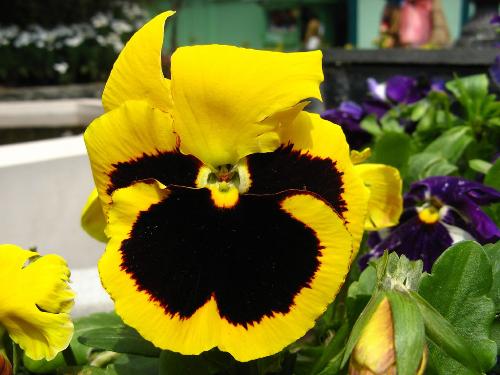 Shining glory in contrasting colours - 'A thing of beauty is a joy forever.'-John Keats