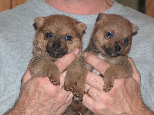 Pom and Rat Terrior Puppies - A photo of Pom and Rat Terrior mixed puppies