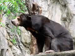 black bear - Black Bear sitting down after smashing and eating beehives and honey black bear - Black Bear sitting down after smashing and eating beehives and honey