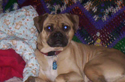 Chewy - He is always trying to pose for the camera.