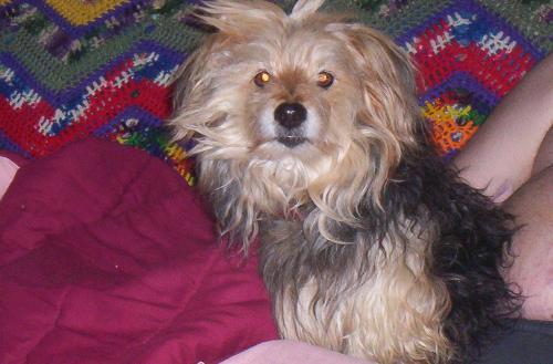 Jr - This is my other dog Jr. He is 12 1/2 years old. He has been with me since he was 5 weeks old. He does not like to be anywhere but home. If he does go anywhere he gets a little nervous when he is away too long. He is mostly a yorky but he is big for his breed.