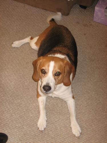 BUSTER, My buddy - Buster is my best buddy BUSTER, My buddy - Buster is my best buddy