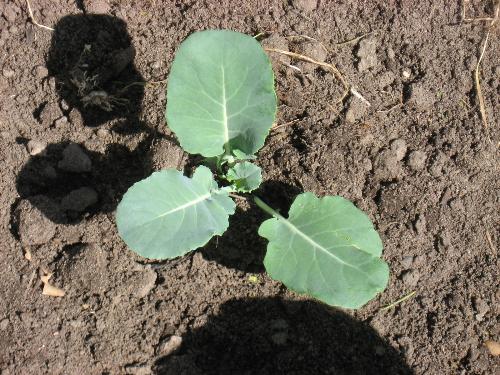 Cauliflower Plant - One of 6 planted 5-17-2008 Cauliflower Plant - One of 6 planted 5-17-2008
