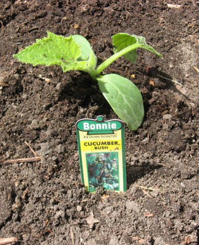 Bush Cucumber - Planted 4 of these on 5-17-08 Bush Cucumber - Planted 4 of these on 5-17-08