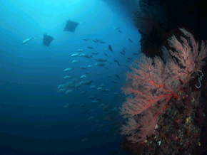 tubbataha reef @ palawan - the breathtaking and beautiful picture of the tubbataha reef tubbataha reef @ palawan - the breathtaking and beautiful picture of the tubbataha reef