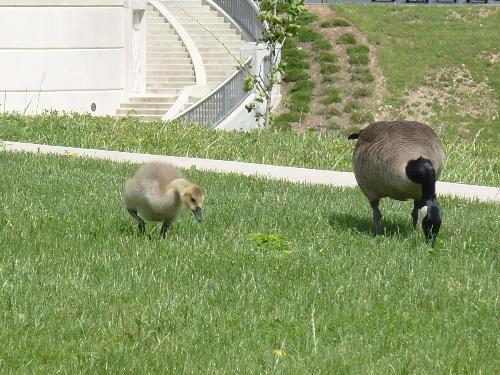Canadian goose and goslings - It's gosling season in Columbus, Ohio! I saw these geese and their goslings near the Lane Avenue bridge near the Ohio State University in May 2008.