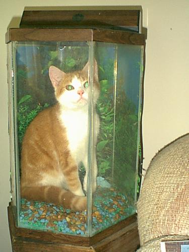 Catfish - My cat jumped into this fishtank right before the water was to be added (thank goodness!). He just sat there for a few minutes and seemed to enjoy it.