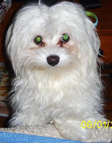 Lilly - This is my little baby, Lilly. She is a year-old Maltese who is the sweetest dog I have ever had live with me. She weighs a mere 5 pounds and is my little ray of sunshine every morning.