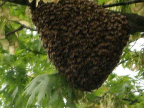 Swarm of bees - Taken on the tree in my front yard. Appeared there after a really bad wind and rain storm.