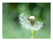 Seeds Blown To The Wind. - This picture reminds me that our troubles are like these seeds. If we just keep in our mind that the troubled times will not always be here and although we may not be able to see the blessing within the troubled time it is there. The troubles will get blown away just like the seeds of the dandelion are blown away.