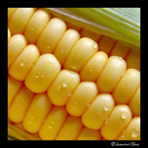 corn  - a wonderful corn image