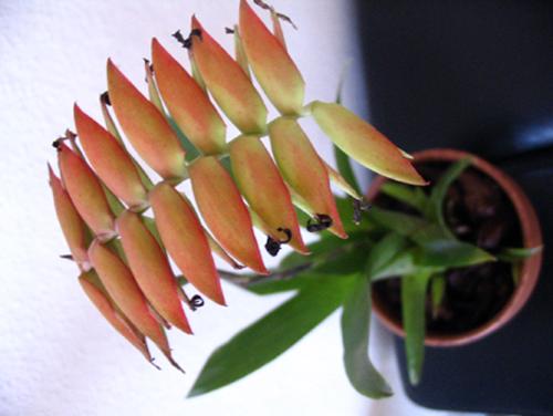 What subspecies is this exactly? - I know it's a bromeliad but I'm not too sure what subspecies it is exactly. =.=