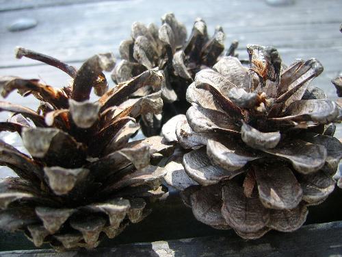 pine cones! - Happy Victoria Day weekend!