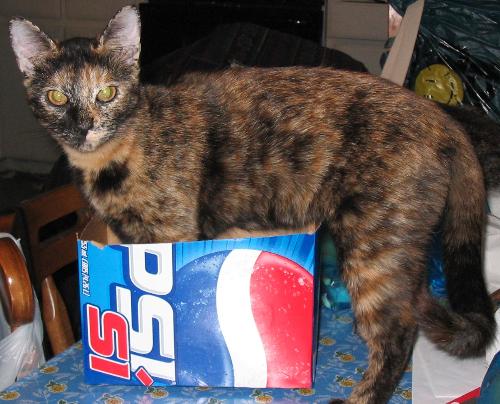 Gabby - One of our cats, holding down the trash...