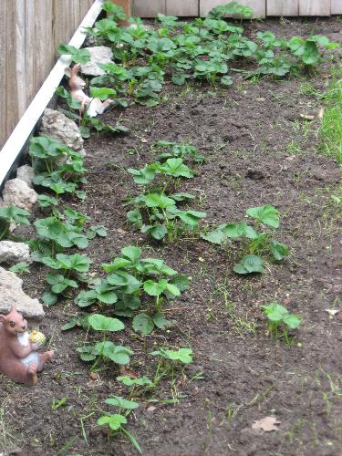 My Strawberry Patch - these are my June Blooming Strawberries