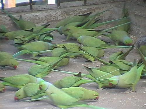 Parrots - Countless parrots and other birds come to my roof everyday because they feel secure there.