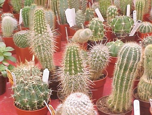 Cactus'... - Cactus'...