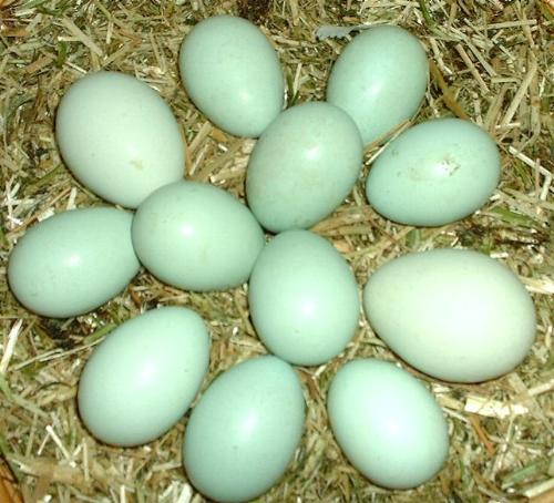 Eggs - eggs..